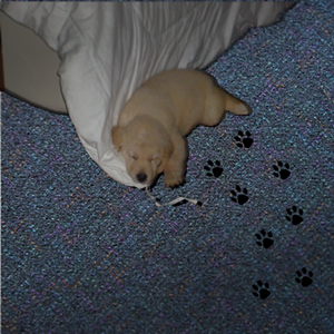 animal stains carpet